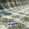 green checkered merino wool fabric
